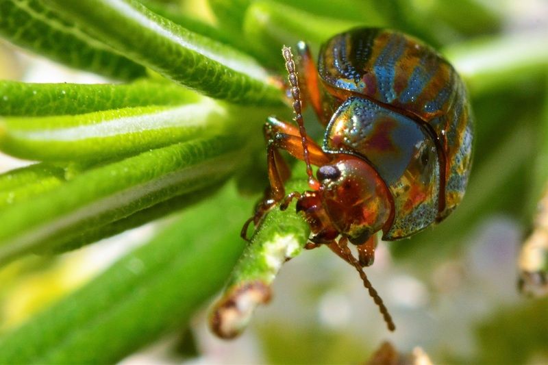 FONDS D'ECRAN DIVERS ANIMAUX + autres images Chrysolina-americana-1