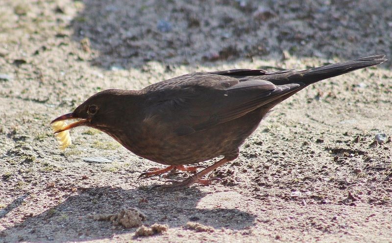 Les animaux (un peu de tout) IMG_0712