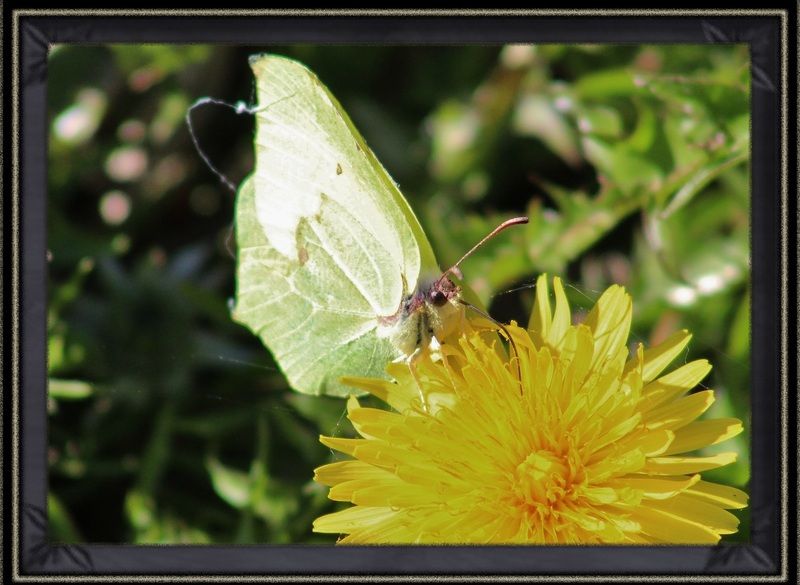les papillons (photos,textes) IMG_3841-2