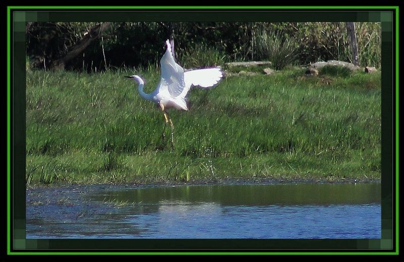 Photos d'oiseaux et texte IMG_4194-2