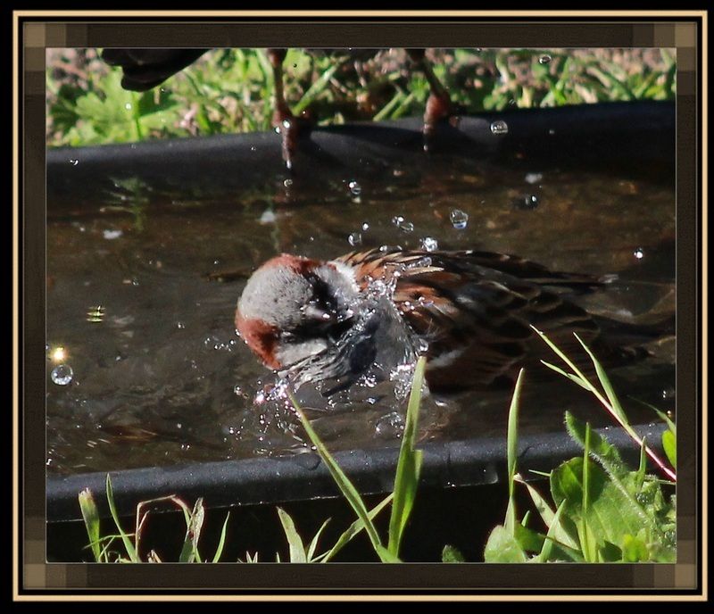 Photos d'oiseaux et texte IMG_5183-2