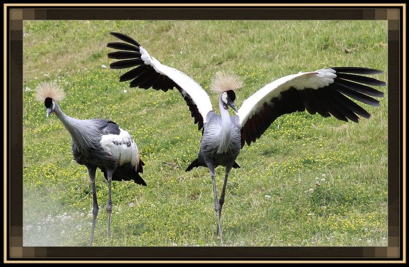 PATASsinges+le koala+cigogne+Condor des Andes+le goura couronné ET AUTRES IMG_5832-2