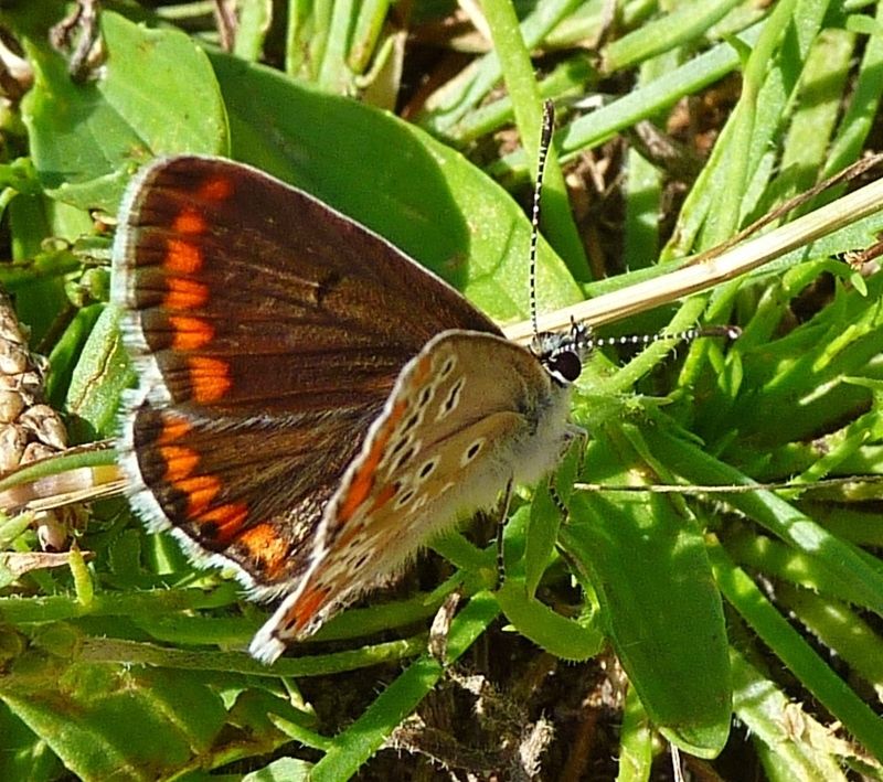 photos " les papillons " P1070513