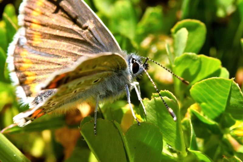 FONDS D'ECRAN DIVERS ANIMAUX + autres images _DSC7002