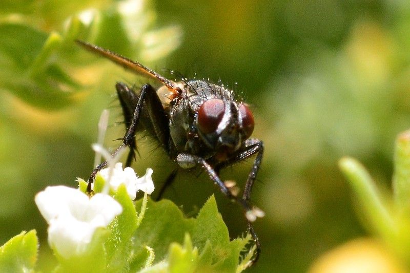 FONDS D'ECRAN DIVERS ANIMAUX + autres images _DSC7161