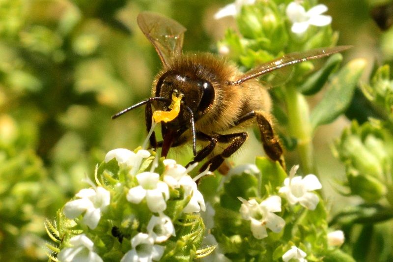 FONDS D'ECRAN DIVERS ANIMAUX + autres images _DSC7168