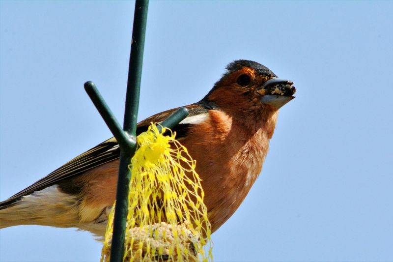 FONDS D'ECRAN DIVERS ANIMAUX + autres images _DSC7206