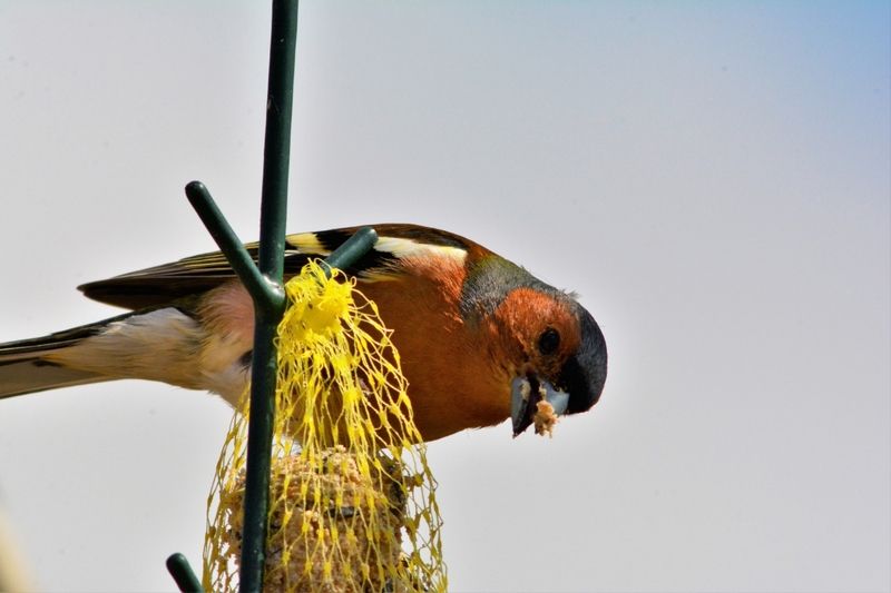 FONDS D'ECRAN DIVERS ANIMAUX + autres images _DSC7213