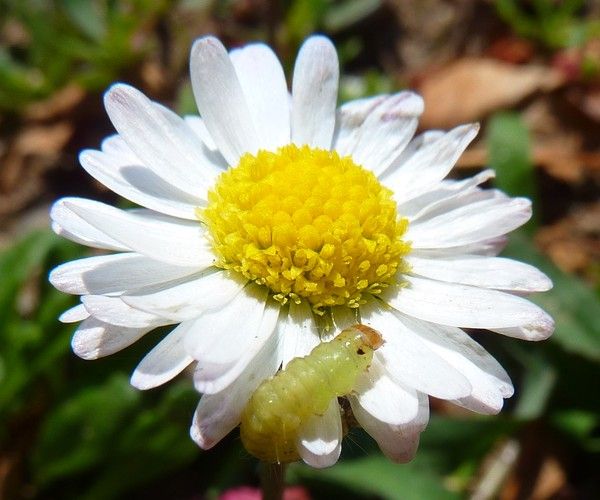 la prière du chien+la légende des papillons+ B39790ee