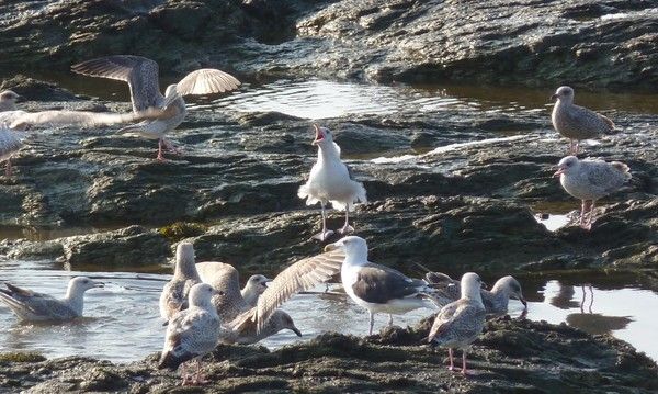 Les animaux (un peu de tout) C98accf1