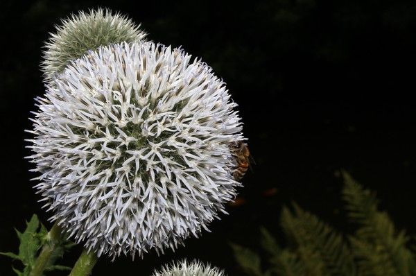 fleurs - Fleurs de différents pays (un peu de tout avec historiques) + astrologie Cf1712c9