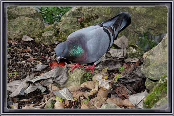 Fleurs et animaux+autres photos Deb9a6f2