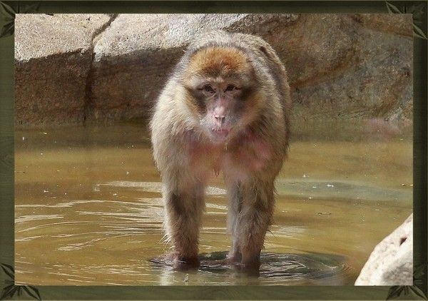 Animaux du zoo de Beauval (suite) Ff9d8715