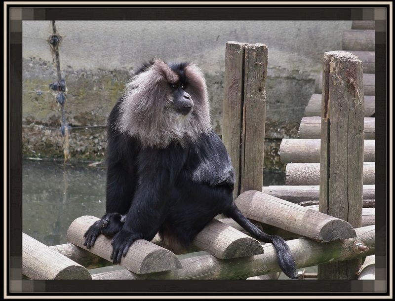 Condor des Andes+le goura couronné+un jeune pic vert+ Macaque-ouanderou-6-2