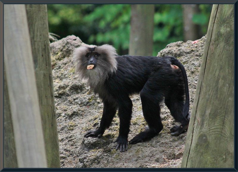 Condor des Andes+le goura couronné+un jeune pic vert+ Macaque-ouanderou-7-2