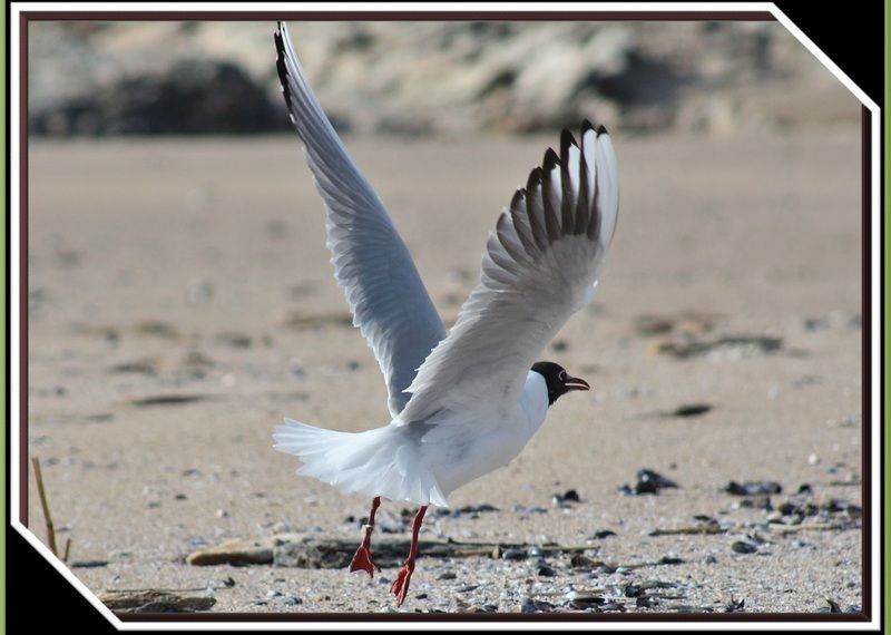 Photos d'oiseaux et texte Mouette-rieuse-1-1