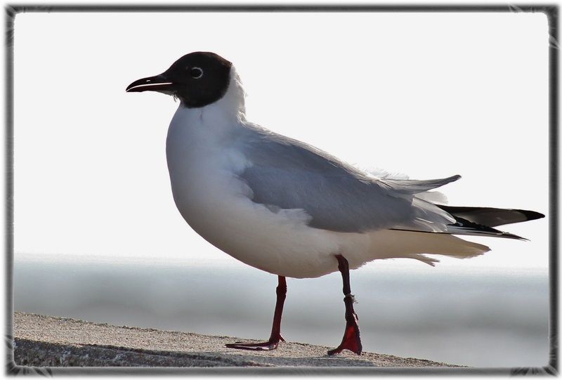 Photos d'oiseaux et texte Mouette-rieuse-2-2