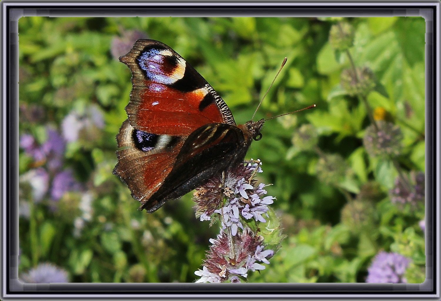 BELLES IMAGES D'ANIMAUX.+textes IMG_7471-2