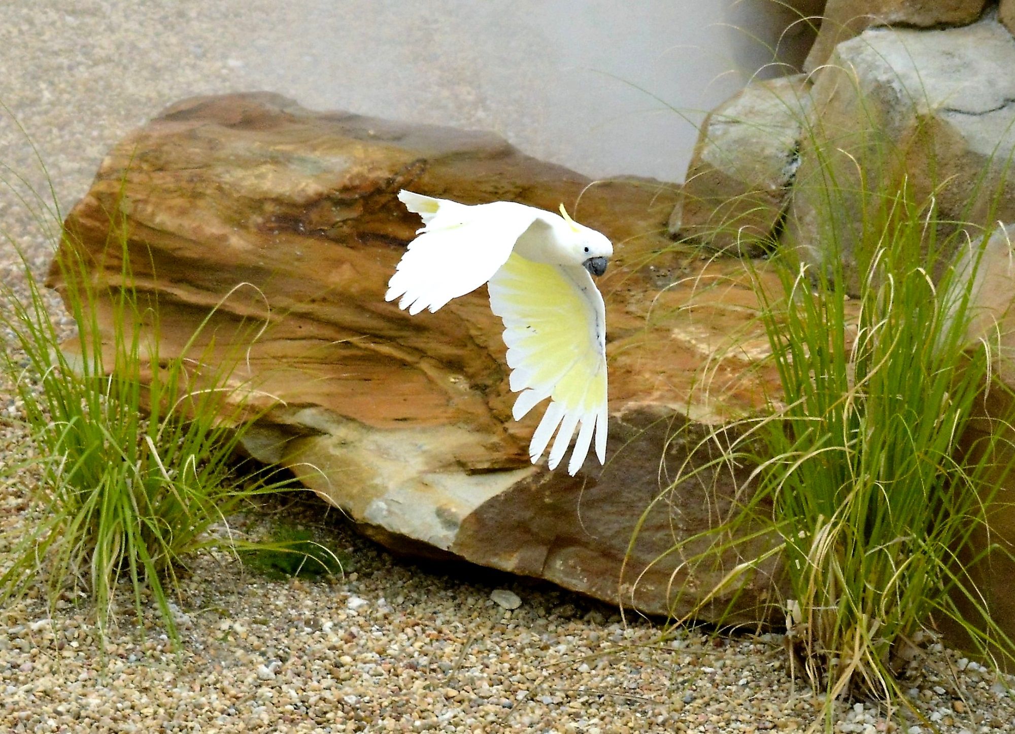 Tous les animaux!!!(un peu de tout  avec textes) _DSC1877