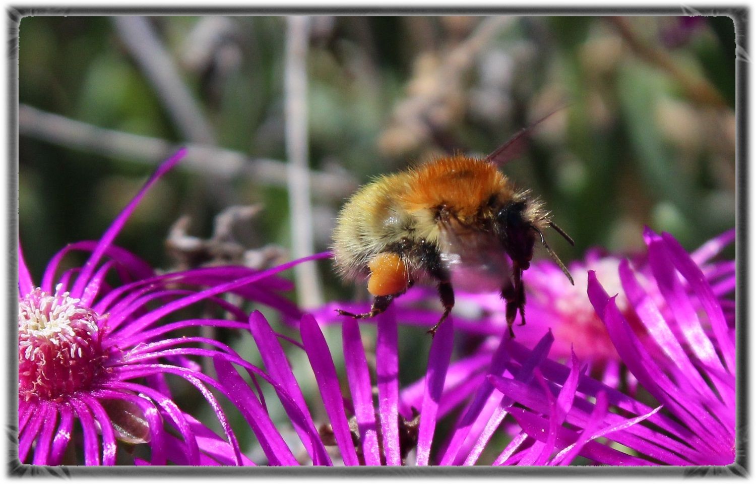 Abeille charpentière+autres insectes et animaux(photos,textes) B9599881