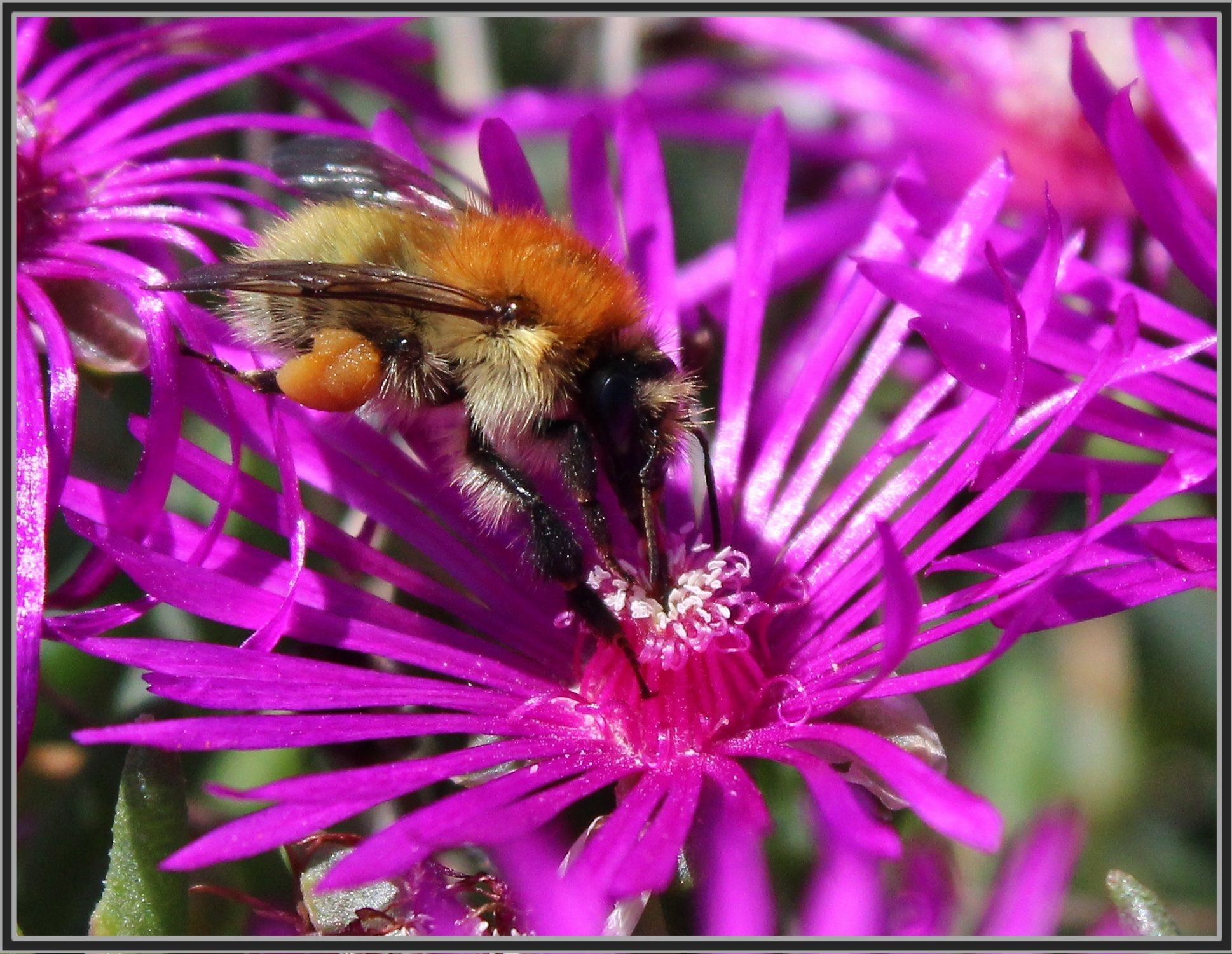 animaux - Abeille charpentière+autres insectes et animaux(photos,textes) Ca6977e9