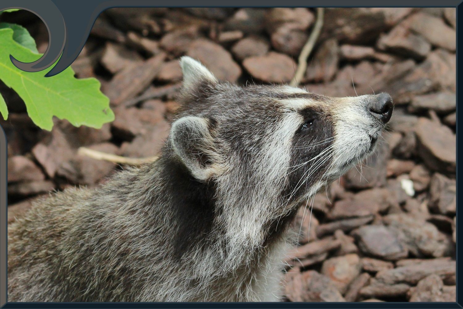 animaux - Photos et textes sur les animaux(Raton laveur+Le Maki catta+ Le-raton-laveur-2-2