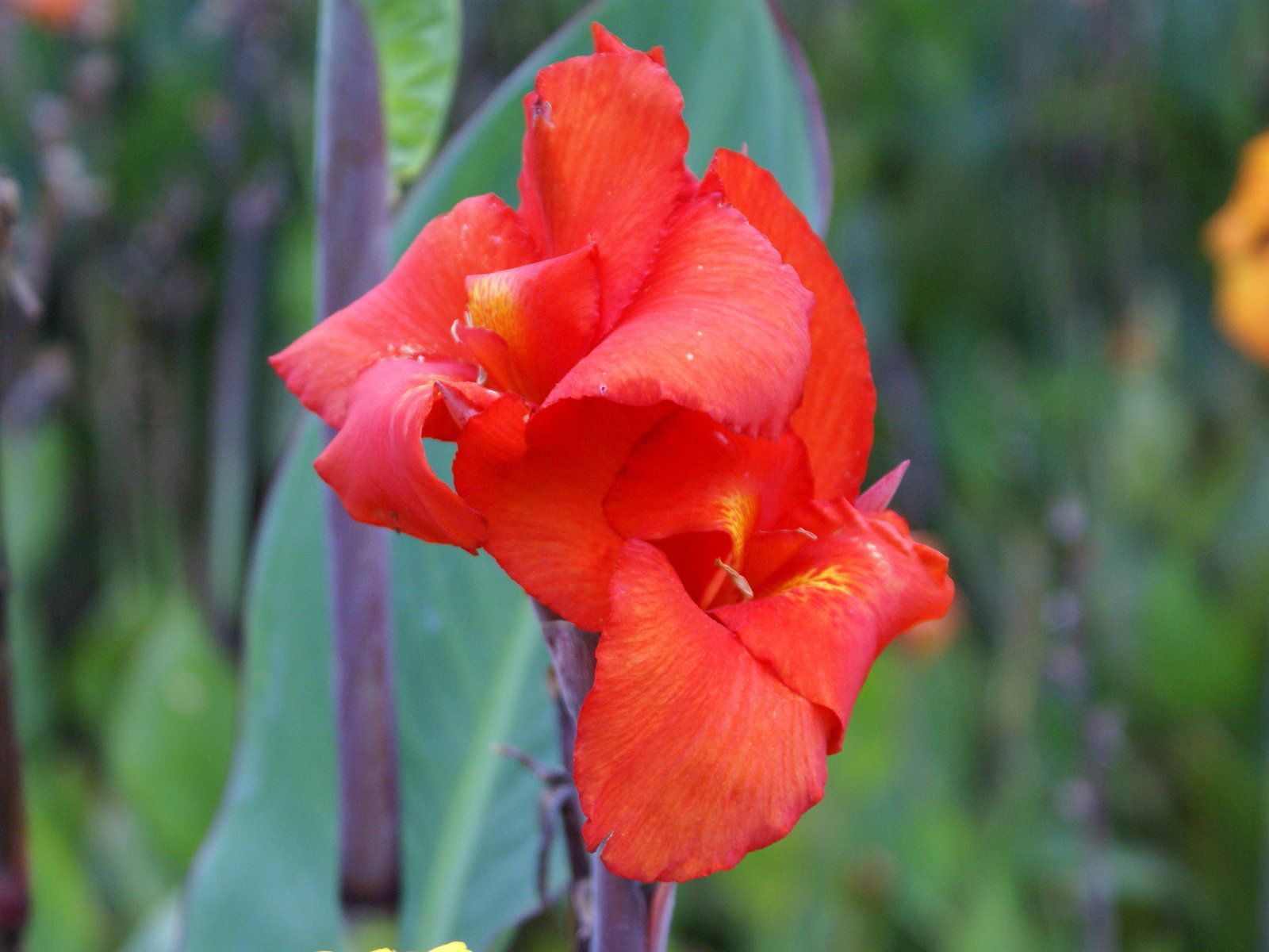 fleurs - Fleurs exotiques avec noms et photos (suite)  8732d2aa