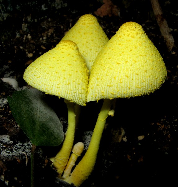 Champignon de Martine du 28 avril trouvé par Martin Leucocoprinus_birnbaumii_1508_800x600_