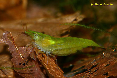 Cyril Caridina_cf_babaulti_07