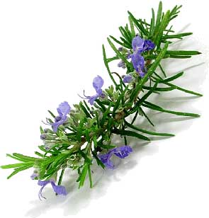 الدوخــــــــــــــــــــــــــــة ,, Rosemary