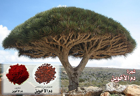 هل تعرف ماهو دم الاخوين Socotra_dragon_tree2