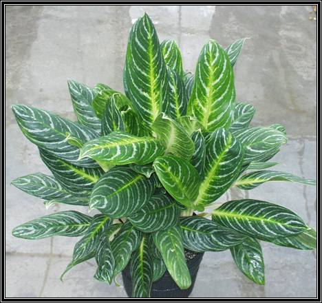  نبته السجادة أو اجلونيما كوميوتا Commutatum Aglaonema  Commutatum-Aglaonema-1