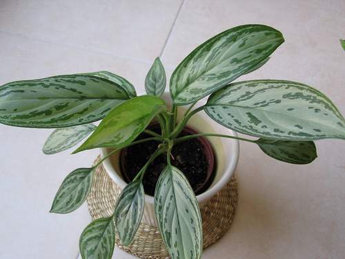  نبته السجادة أو اجلونيما كوميوتا Commutatum Aglaonema  Commutatum-Aglaonema-2