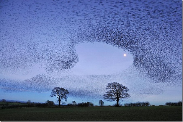 ظاهره طيور الزرزور التي تحير العلماء Murmuration-2