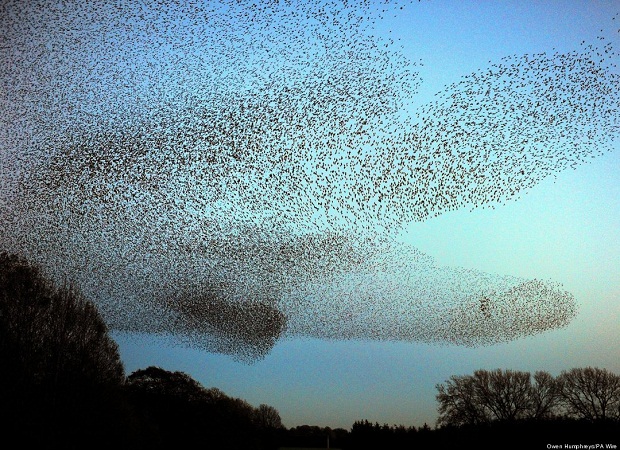 ظاهره طيور الزرزور التي تحير العلماء Murmuration-5