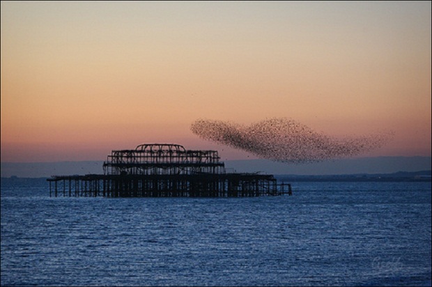 ظاهره طيور الزرزور التي تحير العلماء Murmuration-6