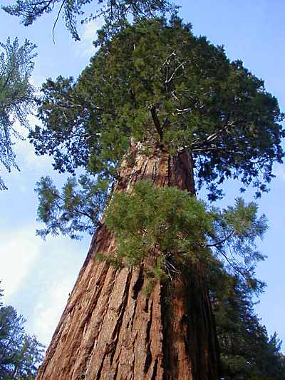 أطول وأضخم الأشجار في العالم  Biggest-Tree-1