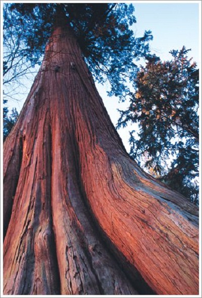 أطول وأضخم الأشجار في العالم  Biggest-Tree-5