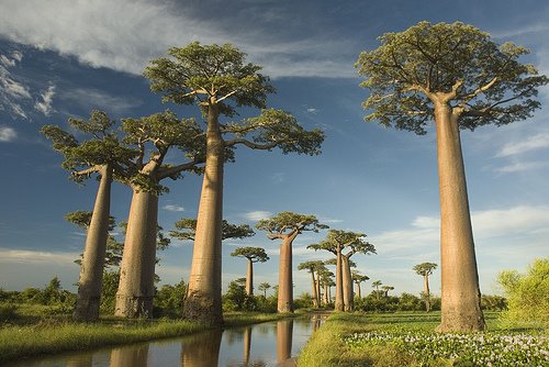 أطول وأضخم الأشجار في العالم  Biggest-Tree-7