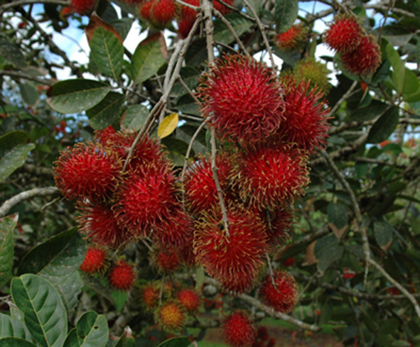 شجرة الرامبوتان Rambutan-1