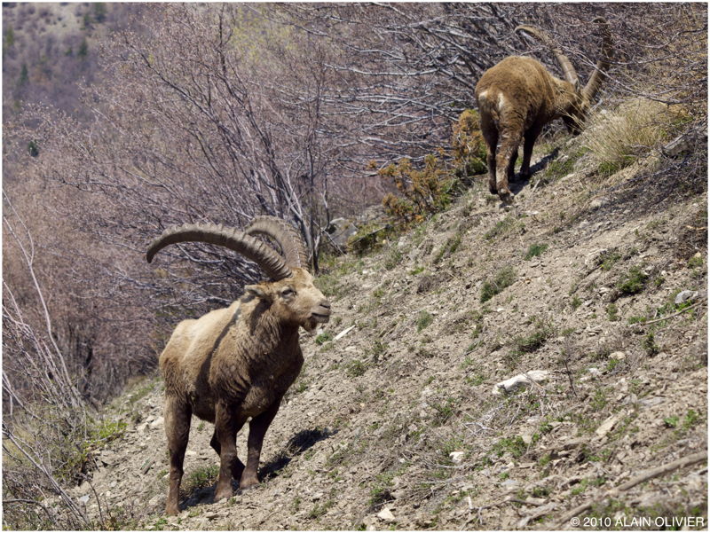 Bouquetins de Maurienne P4153063