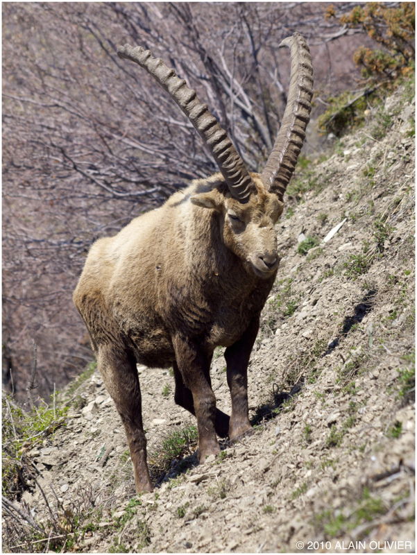 Bouquetins de Maurienne P4153065