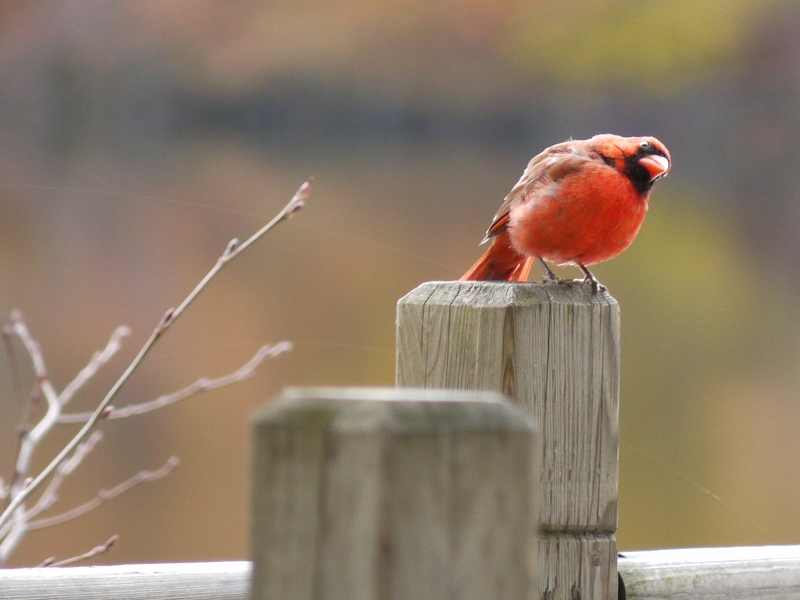 Cardinal au Québec P1000476gimp