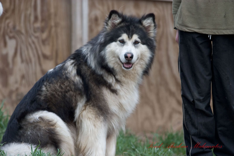 Your favourite dog/wolf breed? Song-8-800