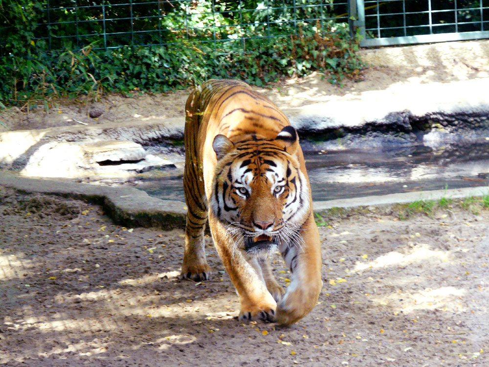 Tigre Zoo de la Palmyre Tigre