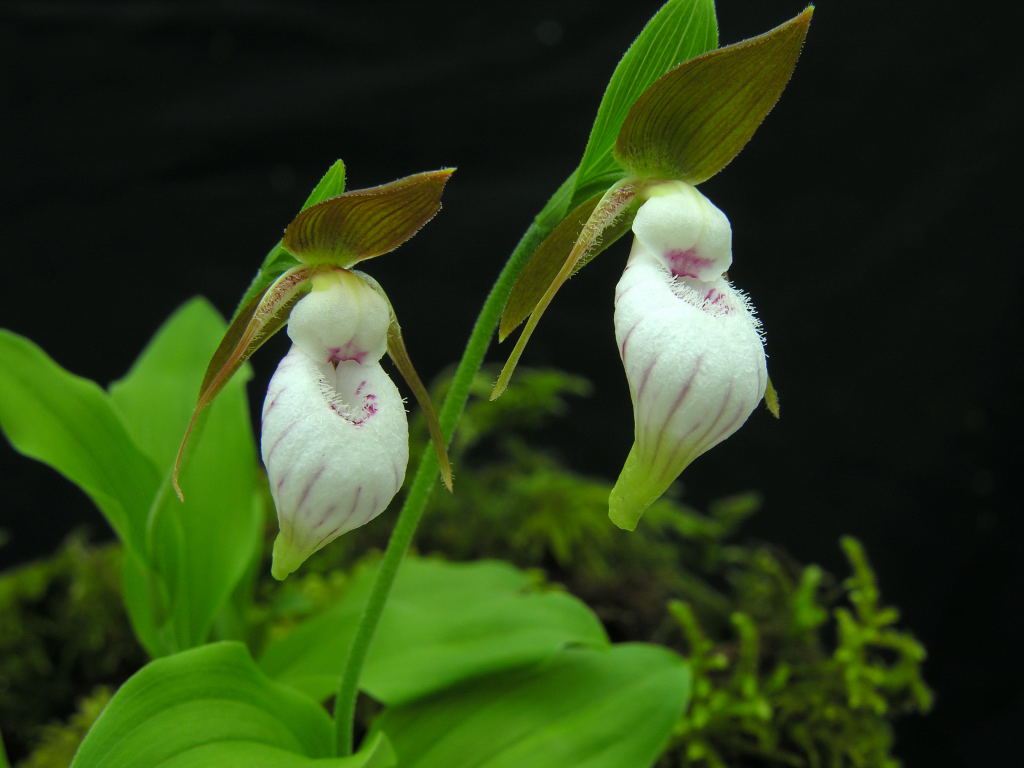 TÌNH YÊU LAN - Page 5 Cypripedium%20plectrochilon