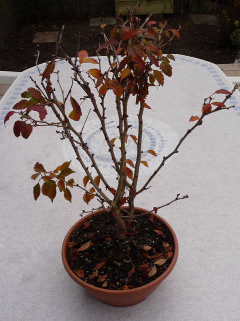 prunus incisa 'Kojo-no-mai' Cerisier01_1