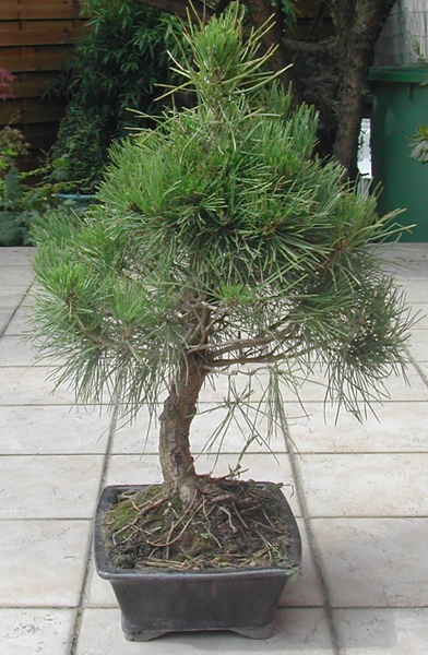 NOUVEAU PINUS Pin%204