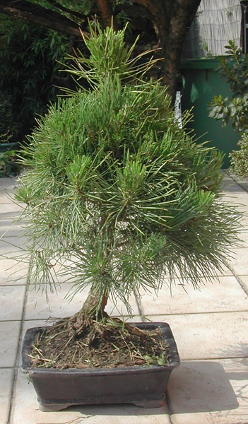 NOUVEAU PINUS Pin%205