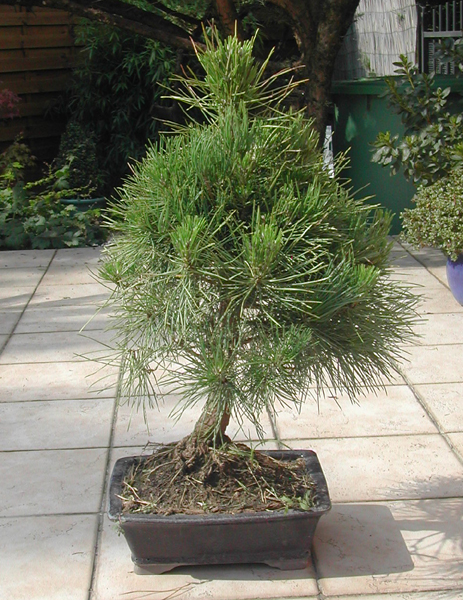 NOUVEAU PINUS Pinus%201